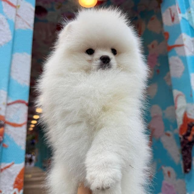 VALENTINE  - Pomeranian Male