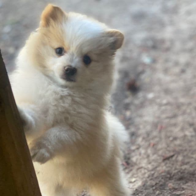Sadie - Pomeranian Female