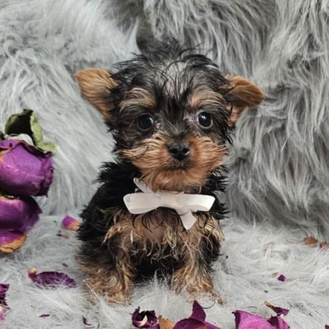 Tiny Teacup Timmy - Yorkshire Terrier Male