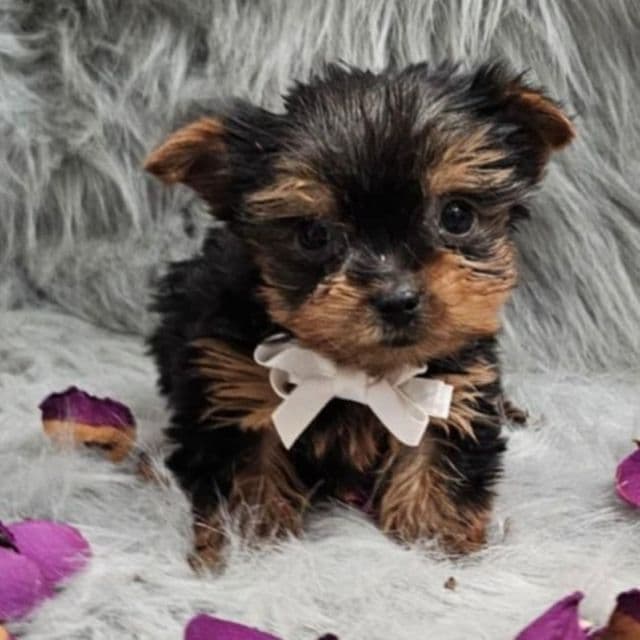 Tiny Teacup Teddy - Yorkshire Terrier Male