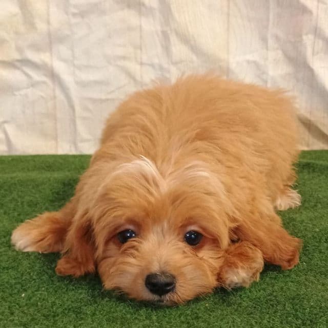 Copper - Maltipoo Male
