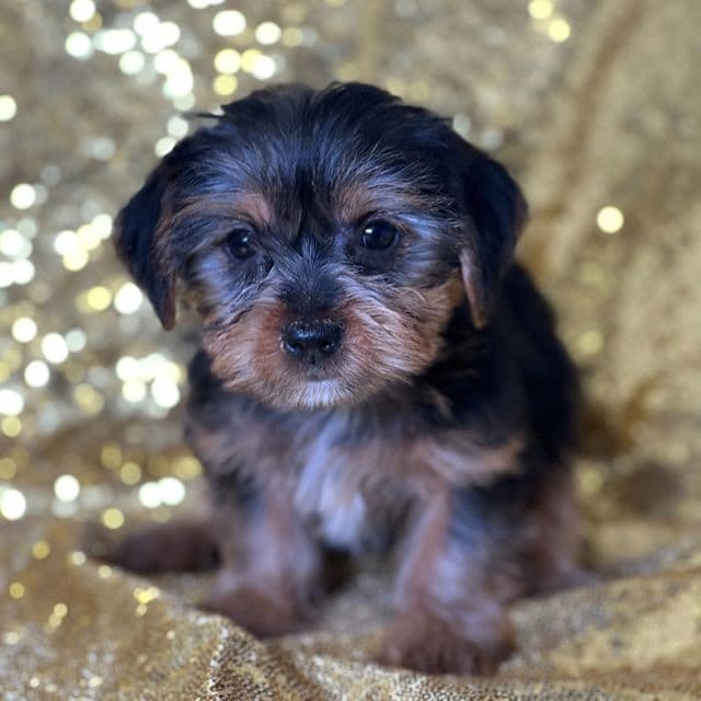 Fifi - Yorkshire Terrier Female