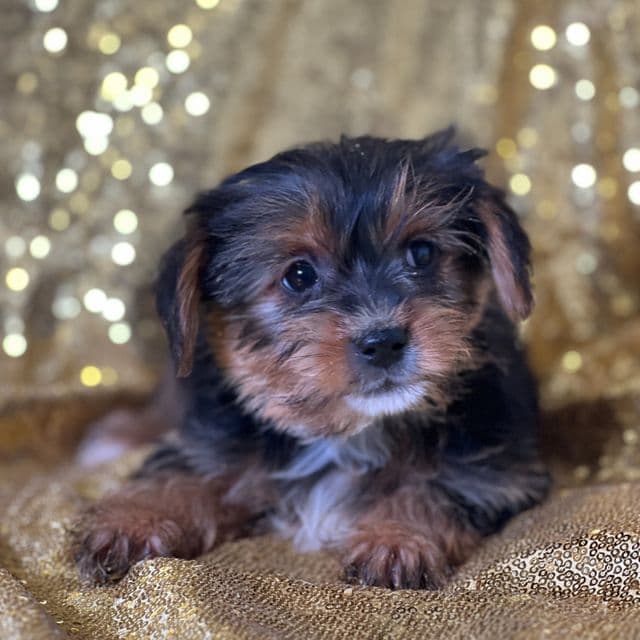 Fluffy - Yorkshire Terrier Female