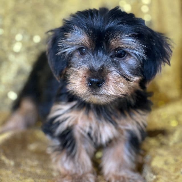 Frankie - Yorkshire Terrier Male