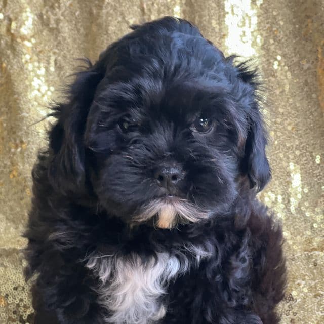 Bowie - Shorkie Poo Male
