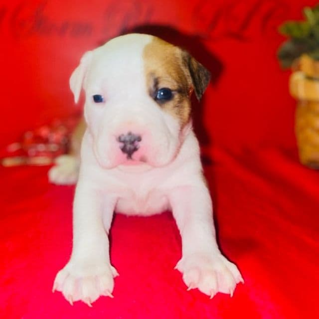 Luke (Male 1) - American Staffordshire Terrier Male