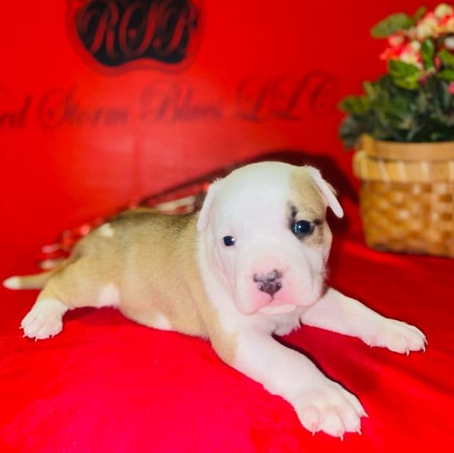 Lance (Male 3) - American Staffordshire Terrier Male