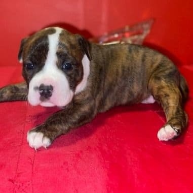Roxie (Female 1) - American Staffordshire Terrier Female