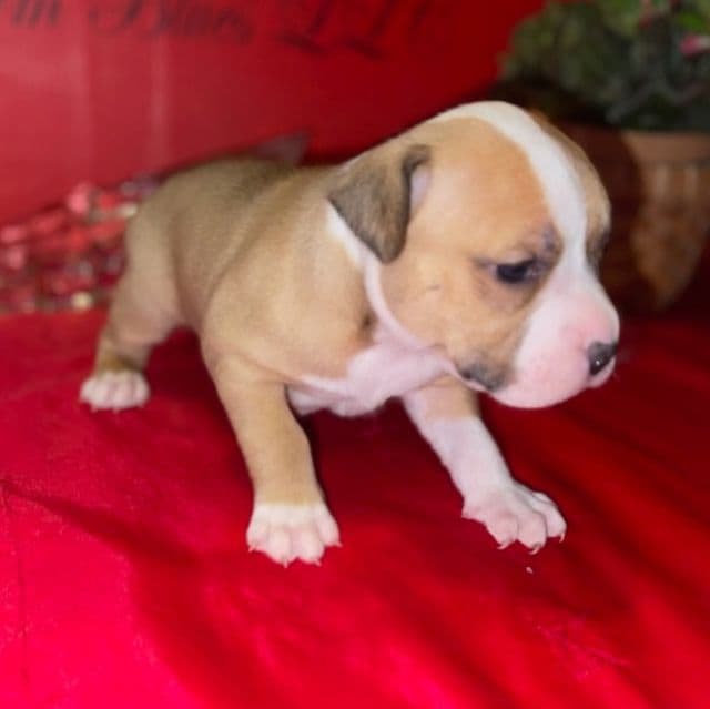 Sasy (Female 2) - American Staffordshire Terrier Female