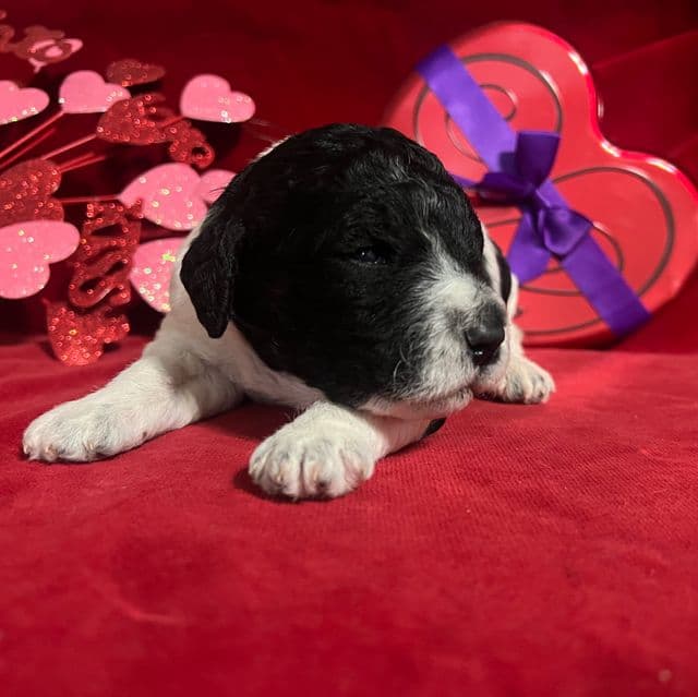 Bentley - Labradoodle Male