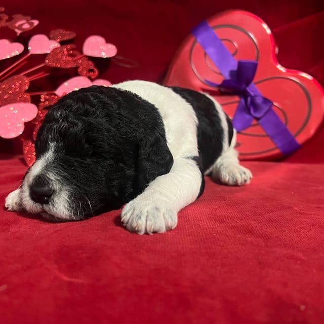 Dottie - Labradoodle Female