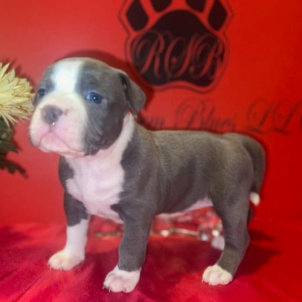 Sweet (Female 1) - American Bully Female