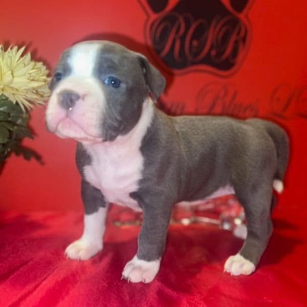 Sam (Female 2) - American Bully Female