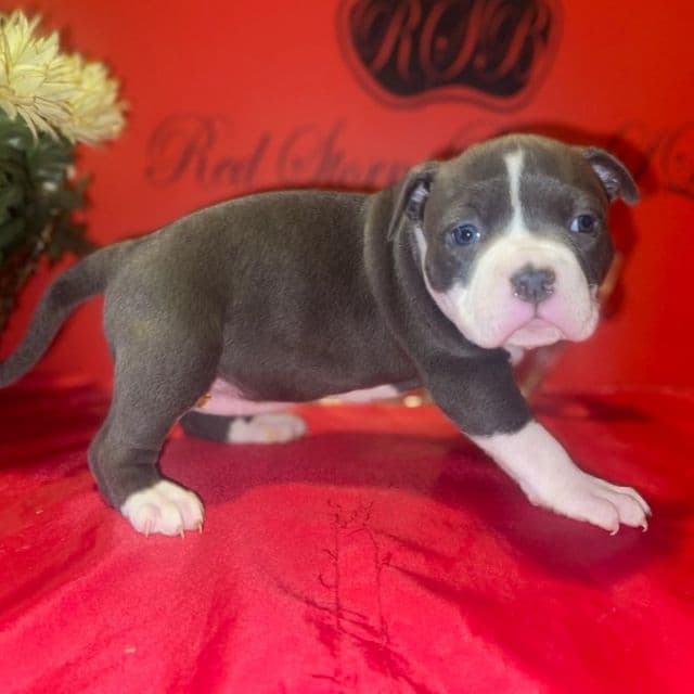 Ash (Female 3) - American Bully Female
