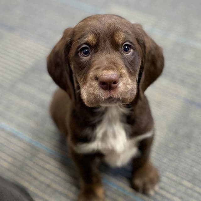 Cade - Springador Male