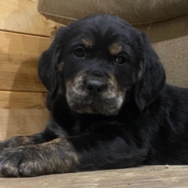 Carson - Springador Male