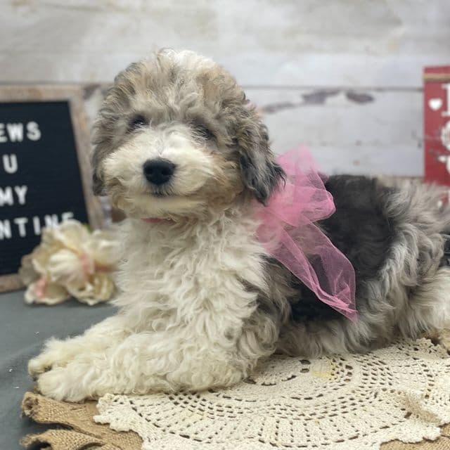 Tori - Toy Poodle Female