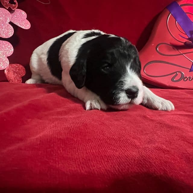 Kase - Labradoodle Male