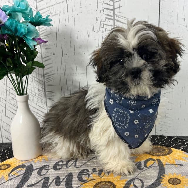 Benson - Shih Tzu Male