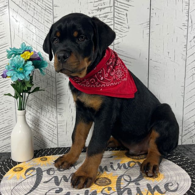 Freddie - Rottweiler Male