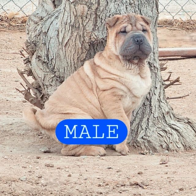 Tax - Chinese Shar-Pei Male