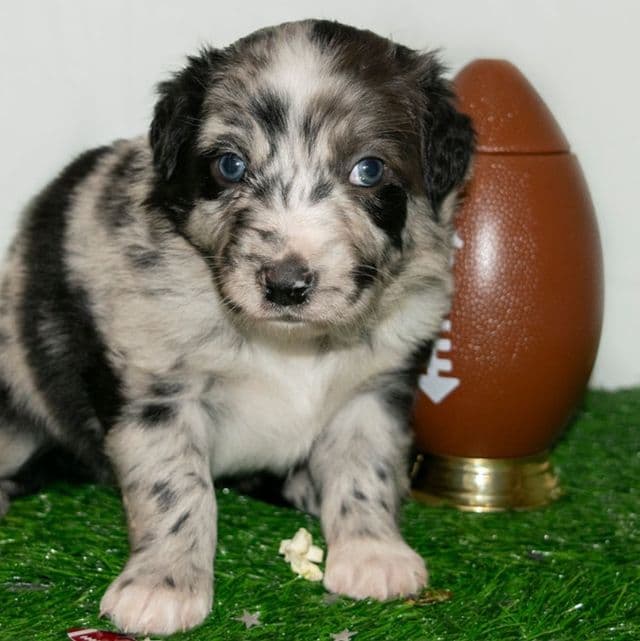 Clover - Australian Shepherd Male