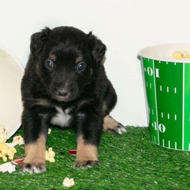 Archer - Australian Shepherd Male