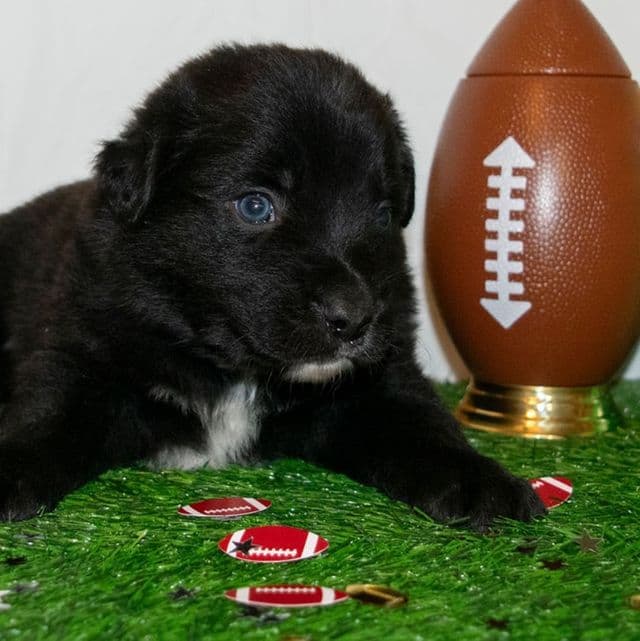 Beau - Australian Shepherd Male