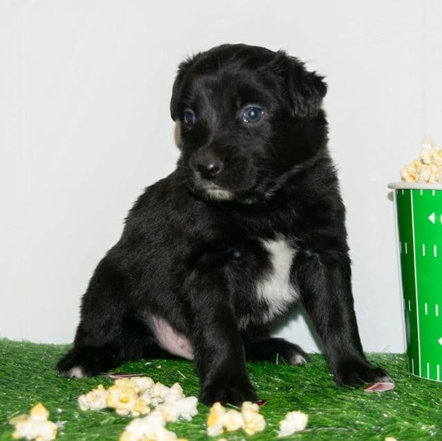 Arrow - Australian Shepherd Male