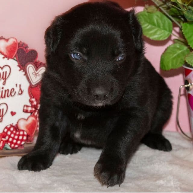 Ivy - Australian Shepherd Female