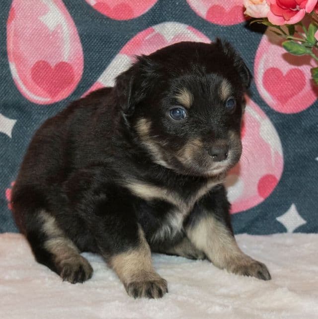 Bailey - Australian Shepherd Female