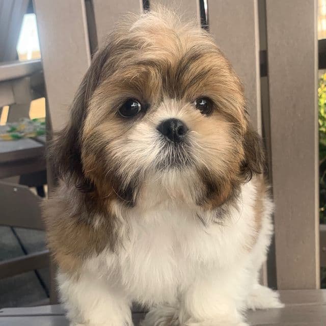 Happy Charlie~!!! - Shih Tzu Male