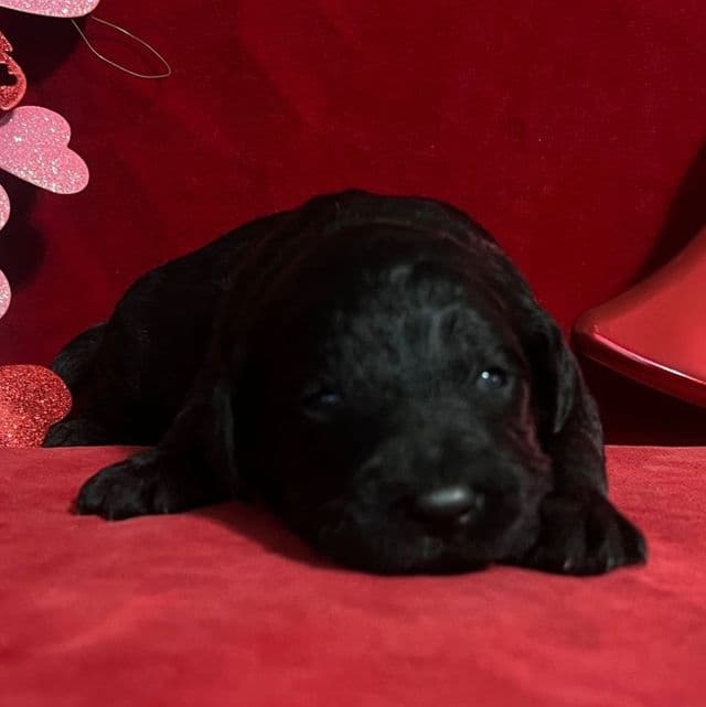 Chevy - Labradoodle Male