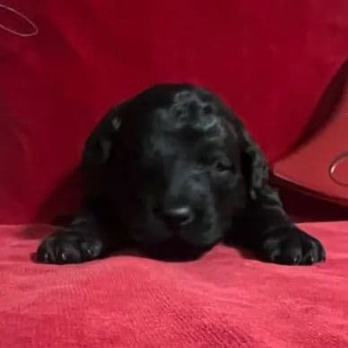 Chip - Labradoodle Male