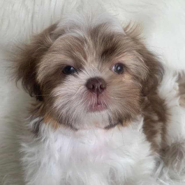 Sweet Charise ~! - Shih Tzu Female