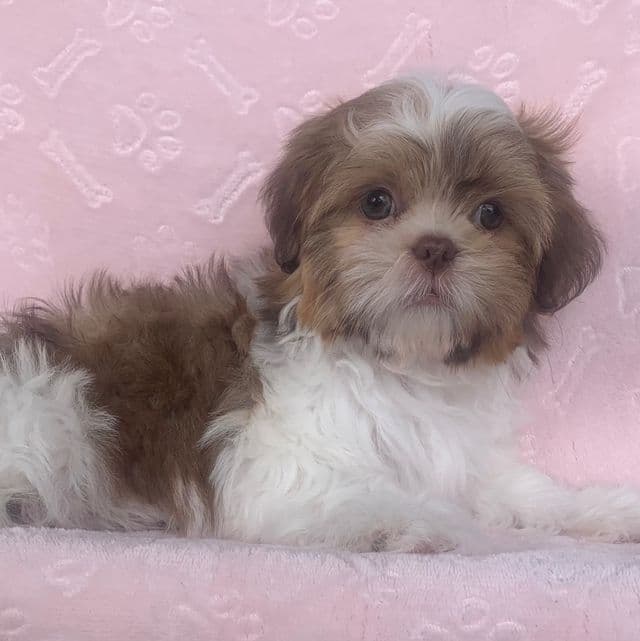 Sweet Charise ~! - Shih Tzu Female