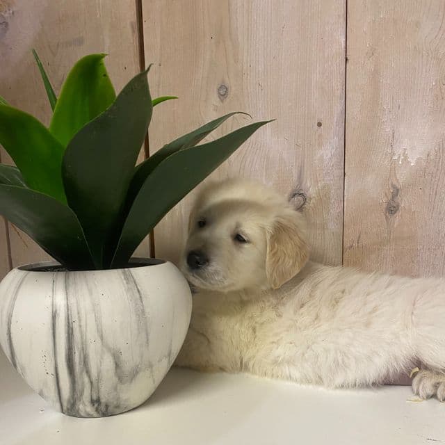 Orange - Golden Retriever Male