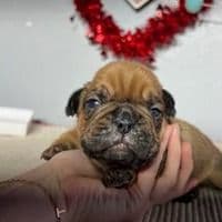 Marcel - French Bulldog Male