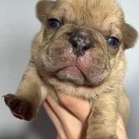 Maurice - French Bulldog Male