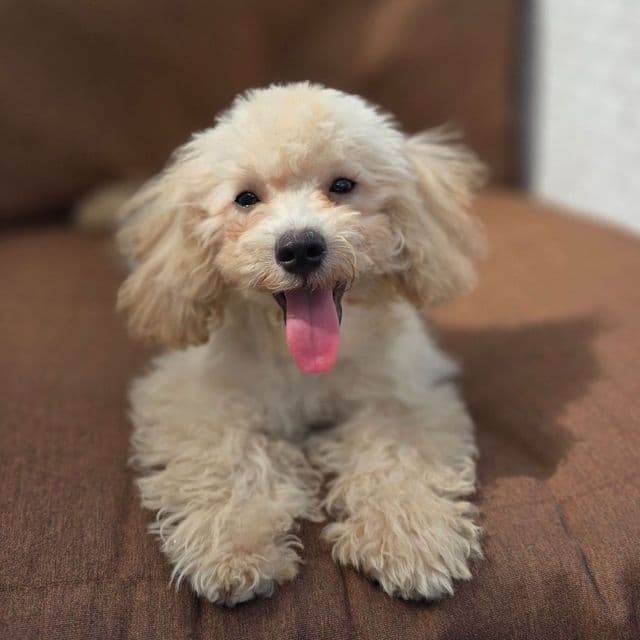 Thor - Toy Poodle Male
