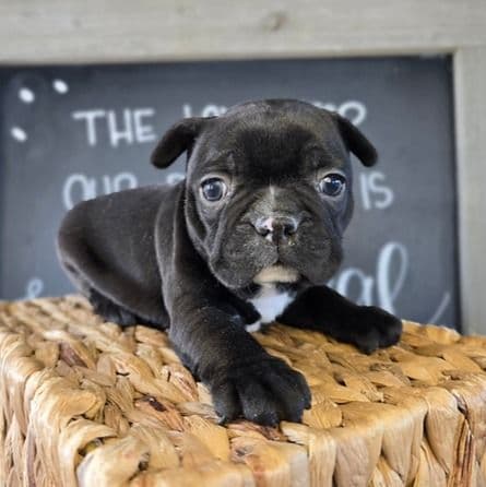 Gia - Frenchton Male