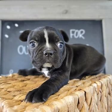 Gunner - Frenchton Male