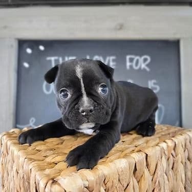 Griffin - Frenchton Male