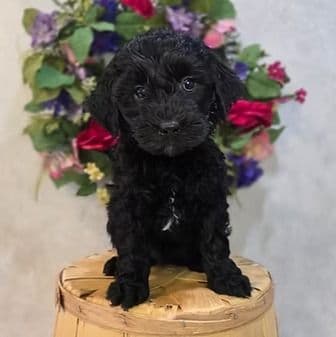 Frances - Goldendoodle Female