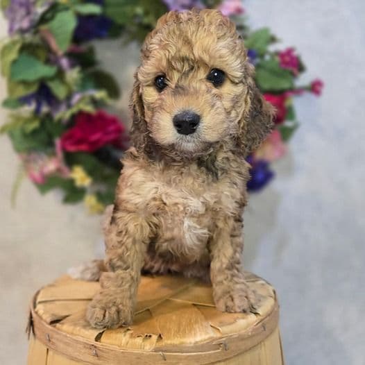 Farah - Goldendoodle Female