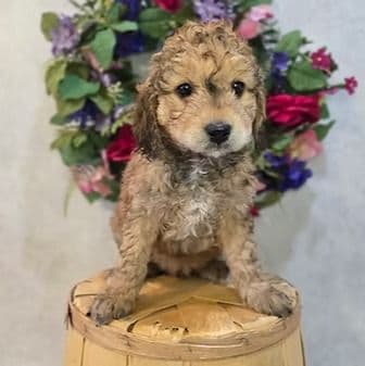 Faith - Goldendoodle Female