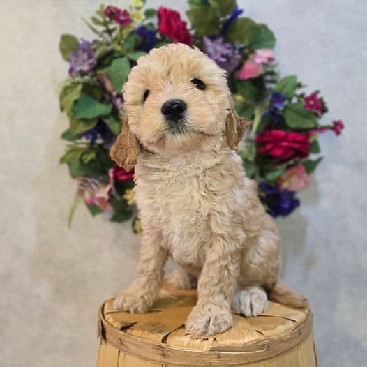 Finn - Goldendoodle Male