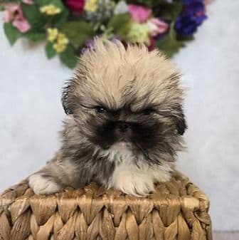 Cade - Pekingese Male