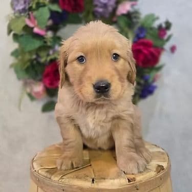 Hazel - Golden Retriever Female