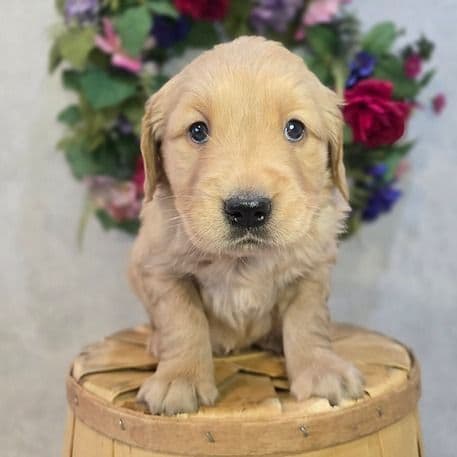Hadley - Golden Retriever Male